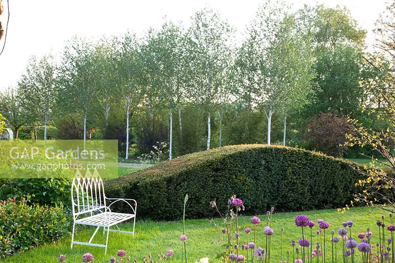 Seating area in front of yew hedge and birch, Taxus, Betula jaquemontii 