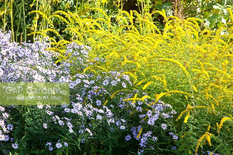 Goldenrod and Aster, Aster Little Carlow, Solidago Fireworks 
