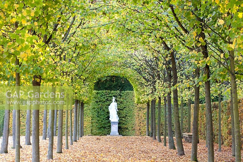 Pergola in the Schwetzingen Palace Garden, Tilia cordata 
