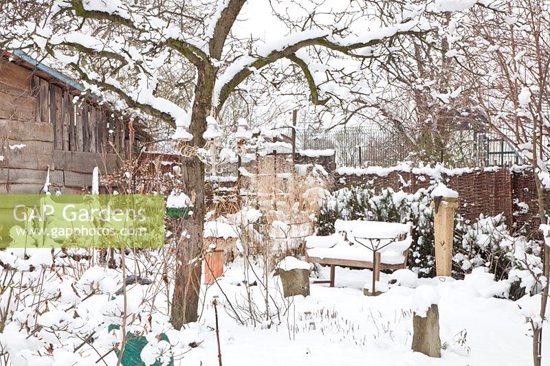 Garden in the snow with apple tree, Malus domestica Granny Smith 