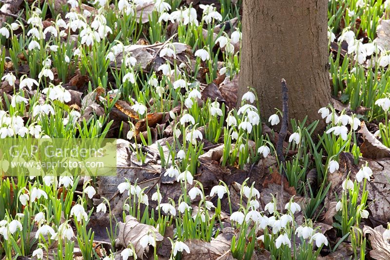 Snowdrops in the woodland garden, Galanthus nivalis Flore Pleno 