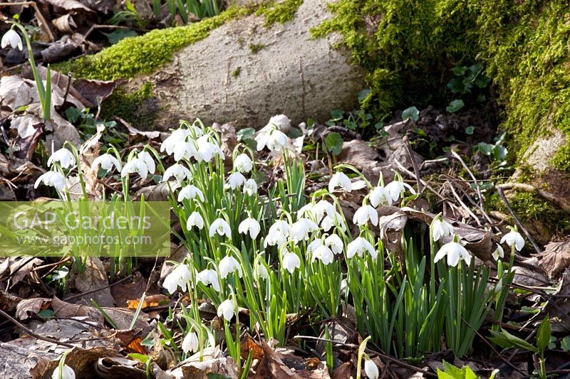 Snowdrops in the woodland garden, Galanthus nivalis Flore Pleno 