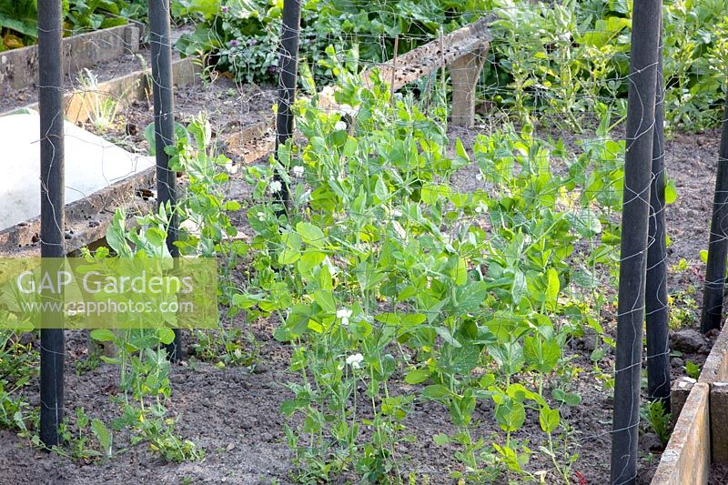 Snow peas on the trellis, Pisum sativum 