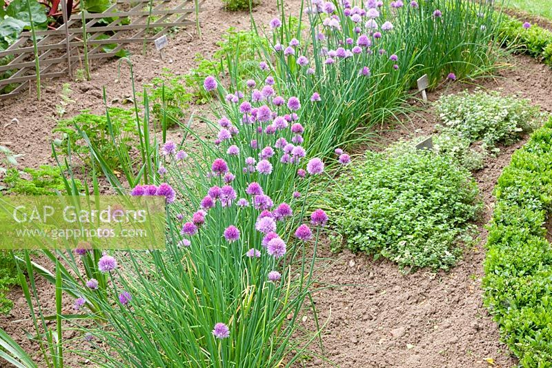 Herb garden, Allium schoenoprasum, thyme, Petroselinum crispum 