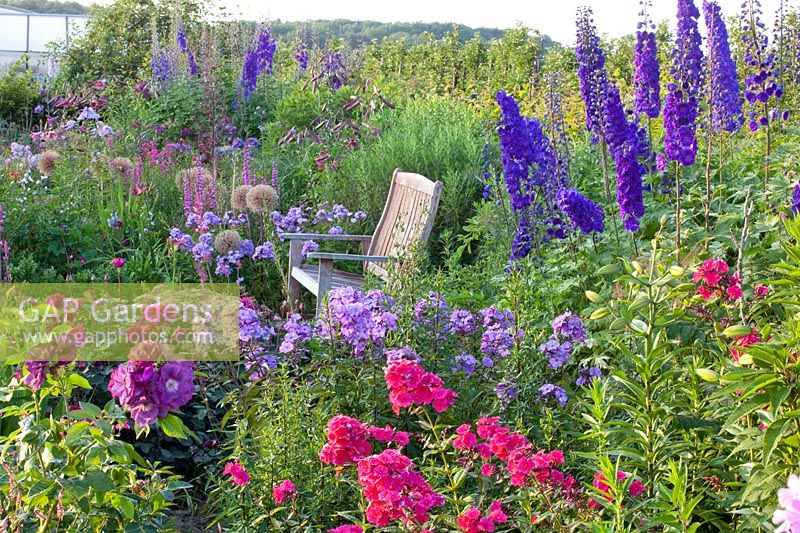 Seating area with Phlox paniculata Lilac Time, Phlox paniculata Grenadine Dream, Pink, Delphinium Pagan Purples 