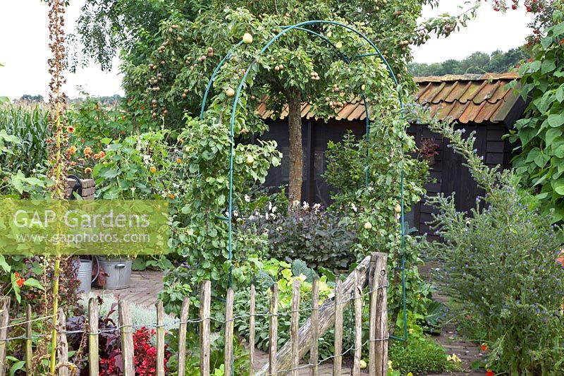 Vegetable garden with espalier pear, Pyrus communis Kruidenierspeer 