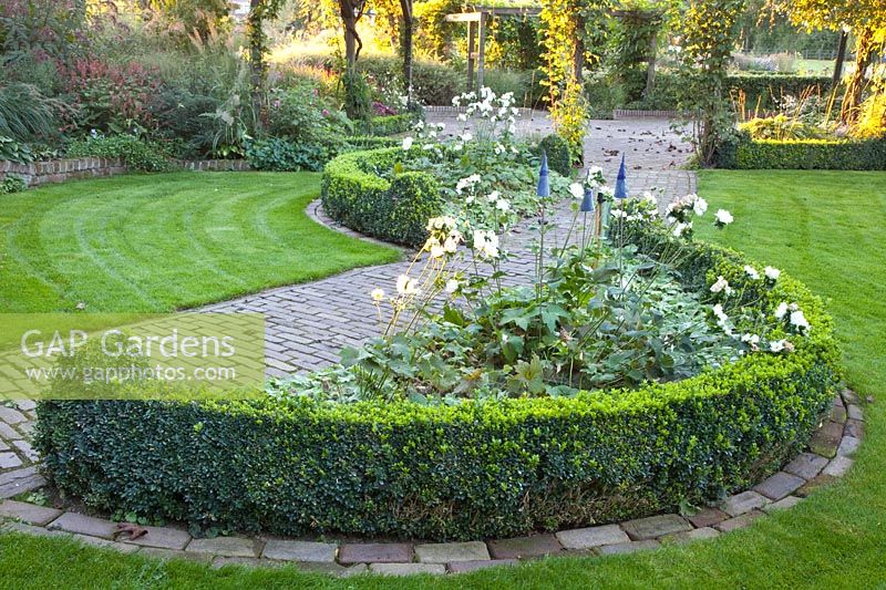 Boxwood border with autumn anemone, Anemone japonica Whirlwind, Buxus 