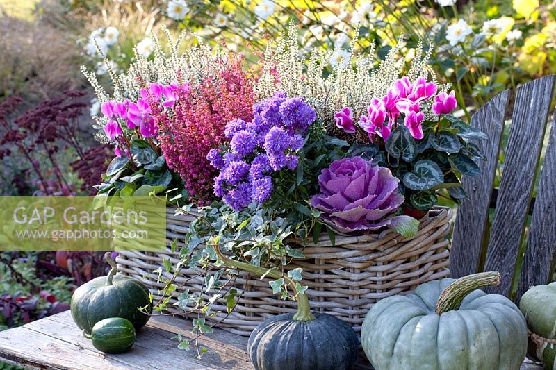 Basket with heather, Erica gracilis, Cyclamen persicum Winfall Snowridge Purple, Brassica oleracea, Aster, Calluna vulgaris Madonna 