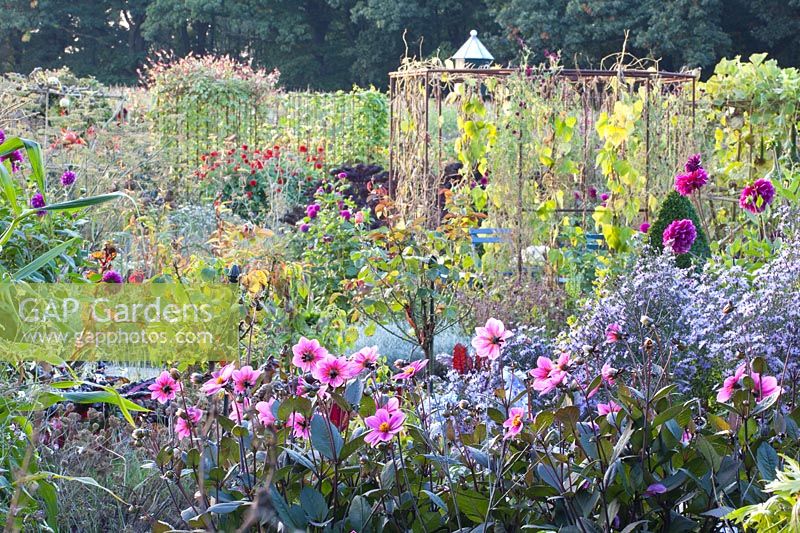 Vegetable garden with Dahlia HS Juliet, Dahlia Deborah Renee Aster Little Carlow, Buxus, Phaseolus vulgaris Borlotti 