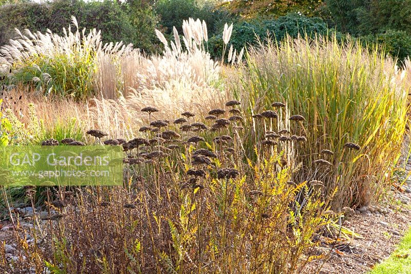 Switchgrass, Panicum virgatum Northwind, Achillea filipendula Parkers Variety 