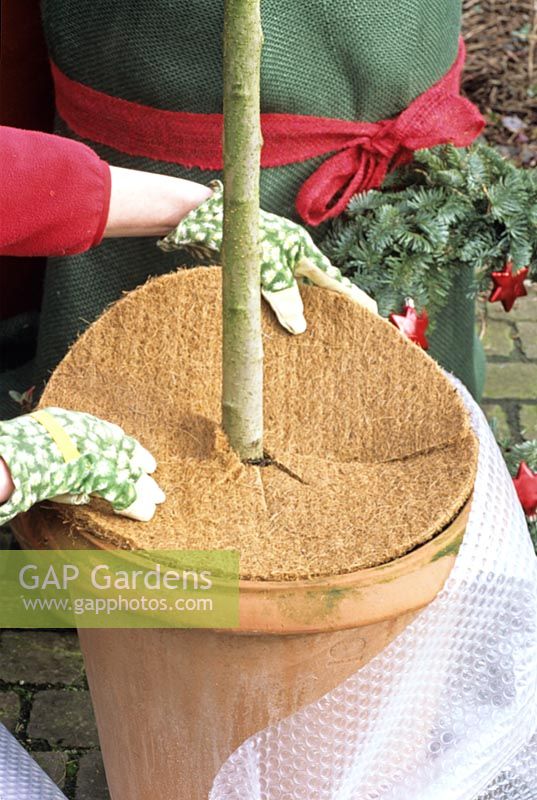 Winter protection pot with coconut lid 