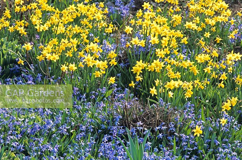 Daffodils and bluebells 