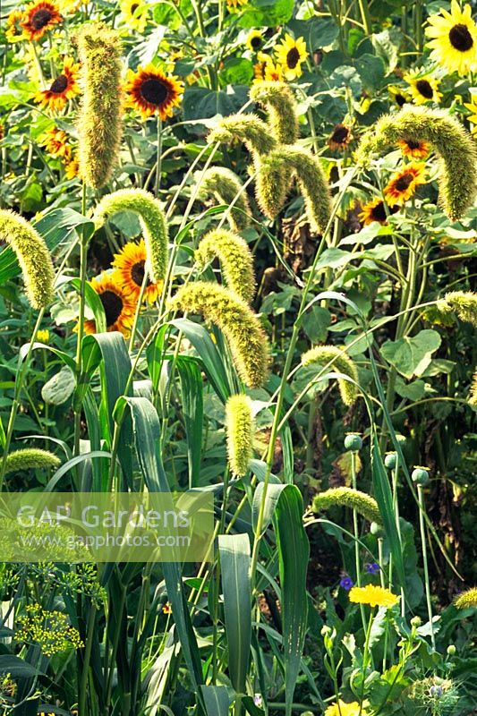 Annual grasses 