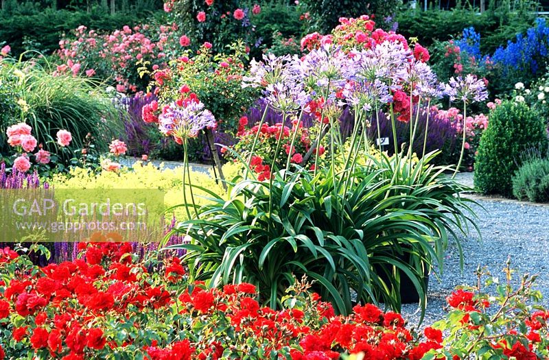 Garden with perennials, roses and ornamental lilies 