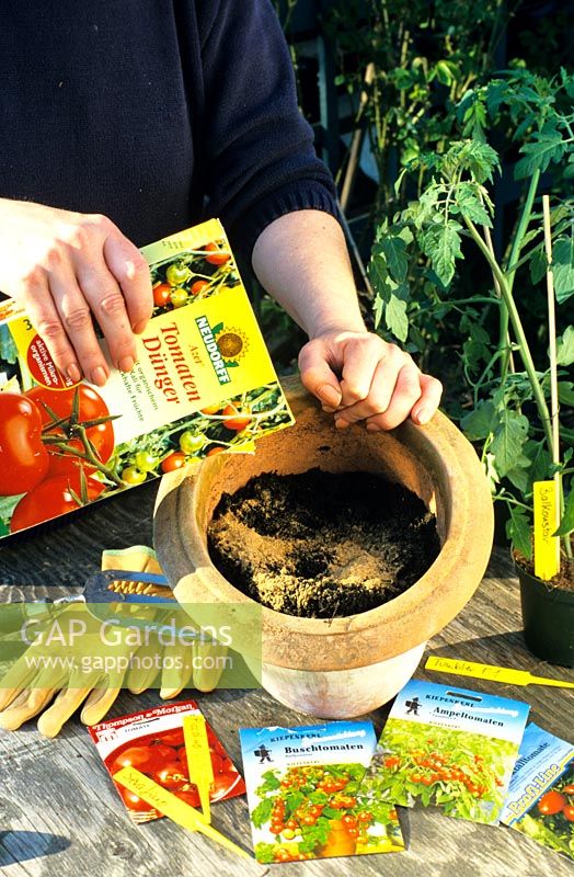 Planting tomatoes in pots 