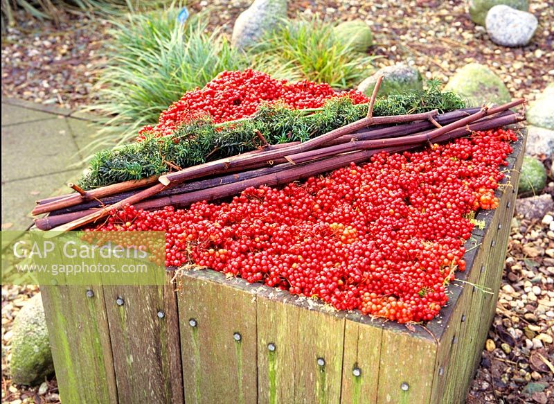 Planter with berries 