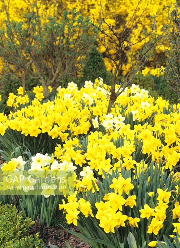 Daffodils and forsythias 