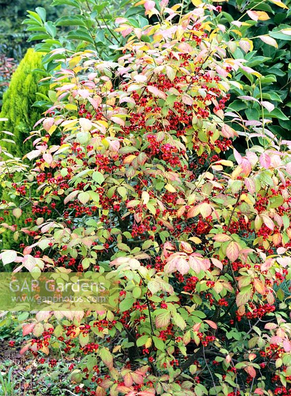 Spindle tree in autumn colour, Euonymus alatus 