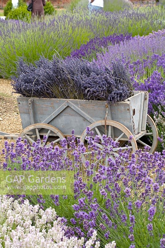 Wooden cart with lavender 