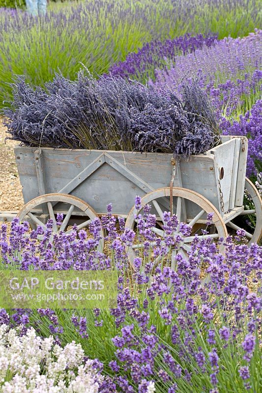 Wooden cart with lavender 