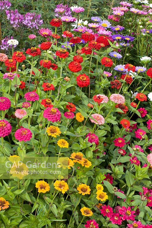 Bed with zinnias and summer asters, Zinnia elegans, Callistephus chinensis Stella 
