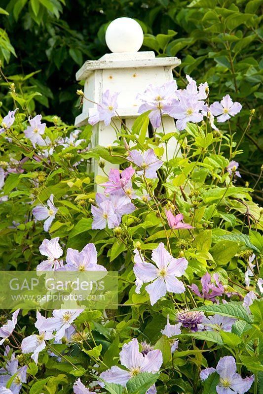 Clematis on the obelisk 