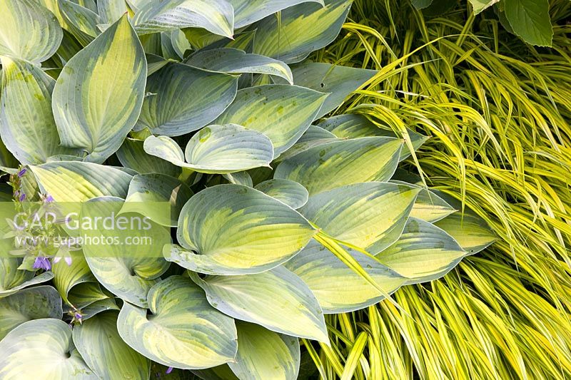 Portrait of hosta and forest grass 