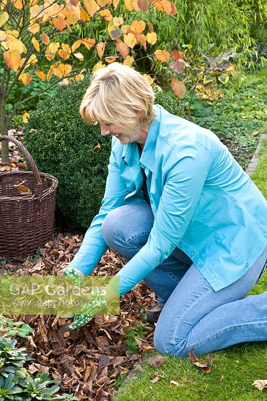 Woman spreads leaves as mulch 