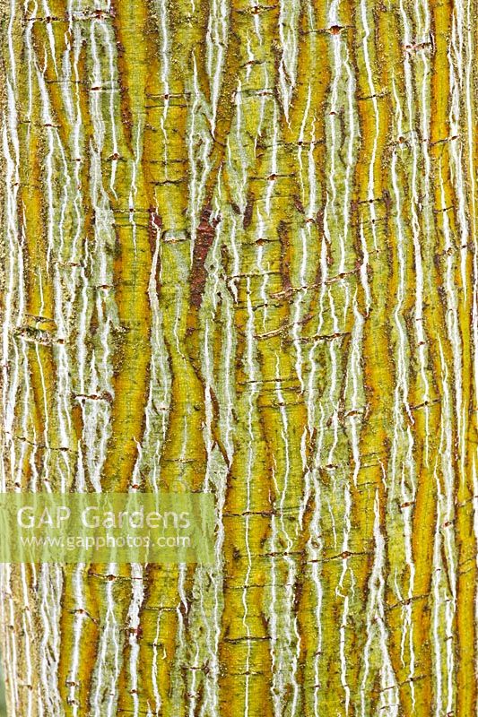 Bark of the snake-skin maple, Acer davidii 