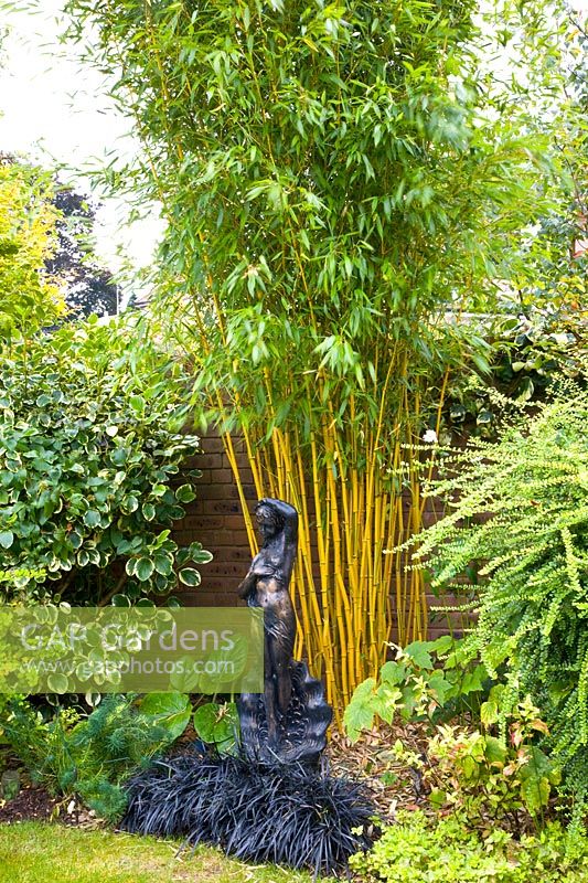 Bamboo in the garden 
