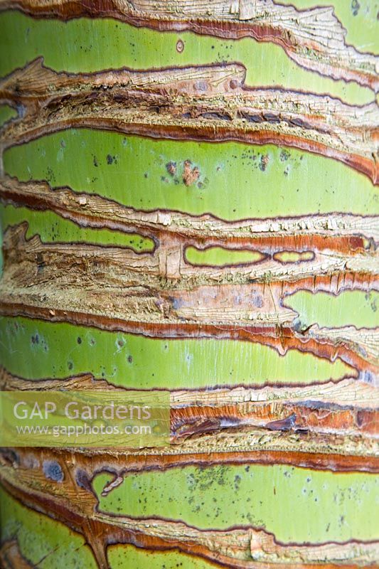 Trunk/bark of a palm tree, Trachycarpus fortunei 