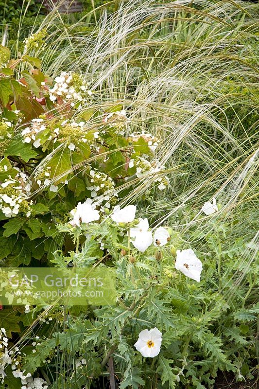 Combination grass and hydrangea, Stipa barbata, Hydrangea quercifolia 