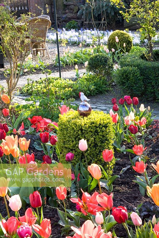 Garden with tulips 