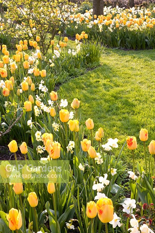 Daffodils and tulips 