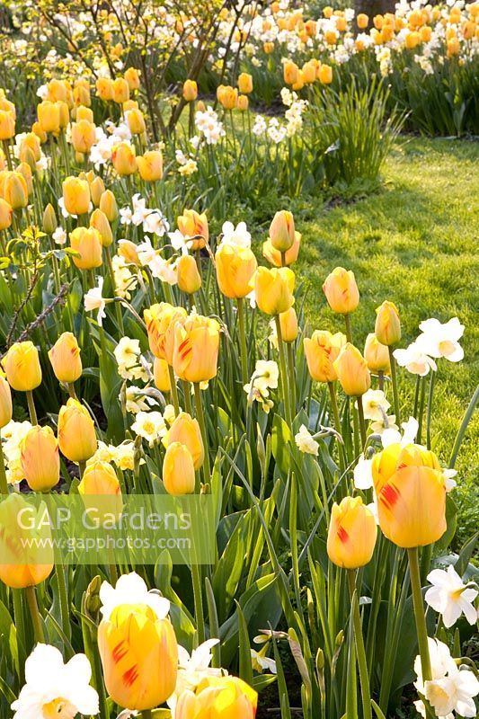 Daffodils and tulips 