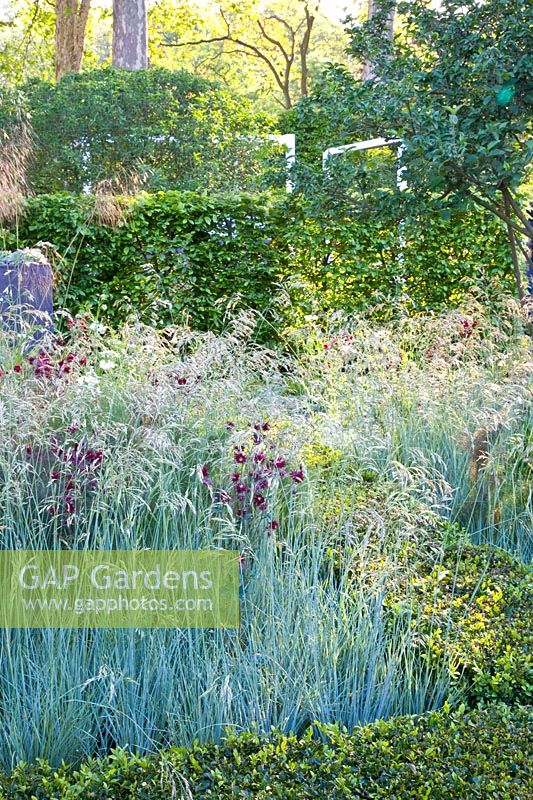 Grasses and columbines 