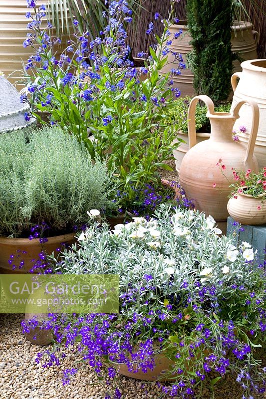 Mediterranean pot garden 