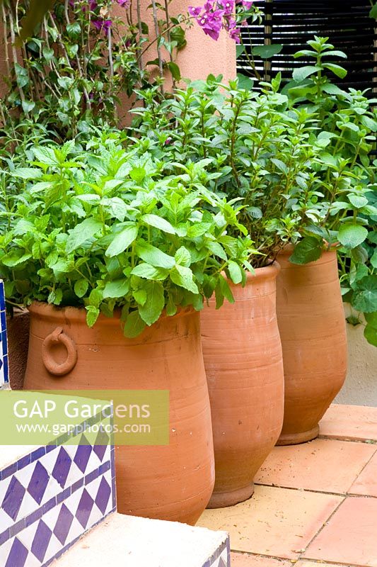 Pot garden with herbs, lemon balm, peppermint, Melissa officinalis, Mentha piperita 