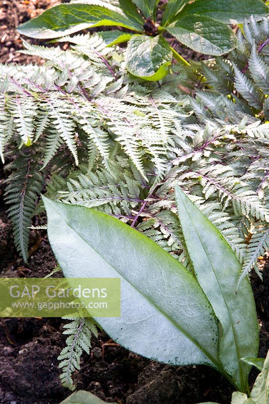 Combination of ornamental foliage plants, rainbow fern, lungwort, Athyrium niponicum Metallicum, Pulmonaria Cotton Cool 