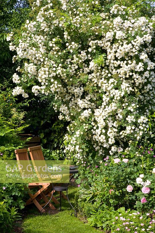 Seating in front of climbing rose, Rosa Rambling Rector 