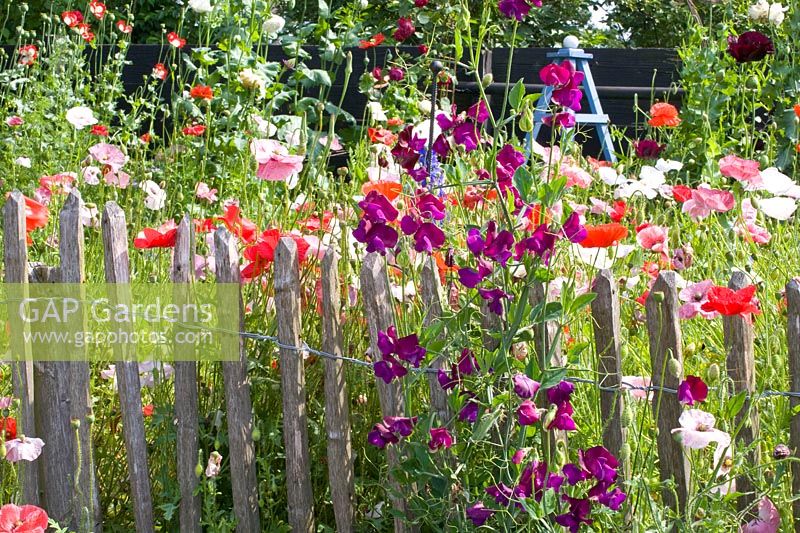Fence with vetch and corn poppy, Lathyrus odoratus, Papaver rhoeas Shirley 