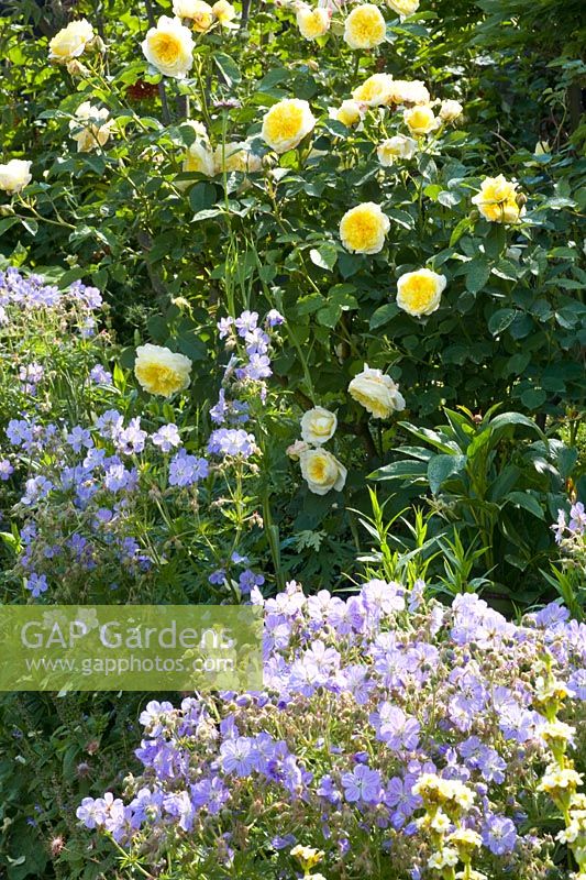 Roses and cranesbill 