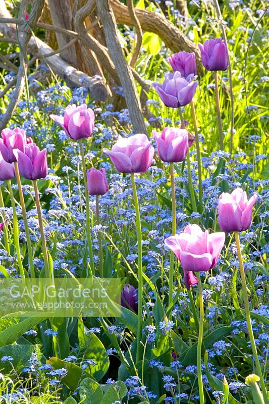 Purple tulips and forget-me-nots, Tulipa Bleu Amable, Myosotis 