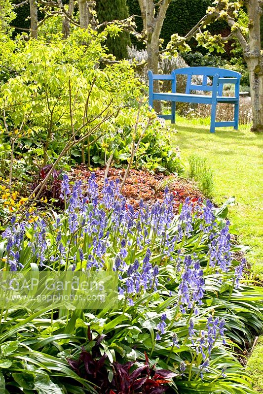 Garden with bluebells 