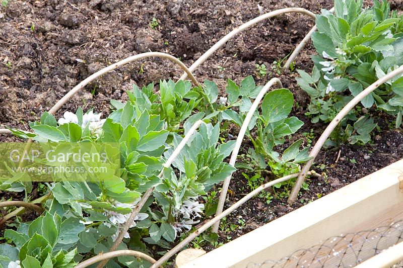 Growing broad beans, Vicia faba The Suttons 