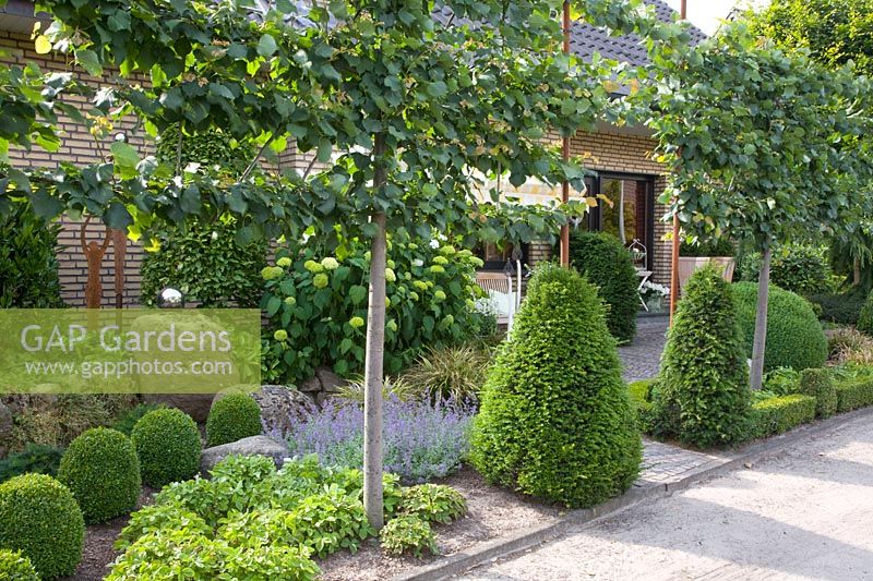 Front garden with tree hedge 