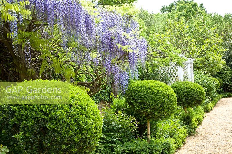 Magnificent wisteria in the garden, Wisteria 