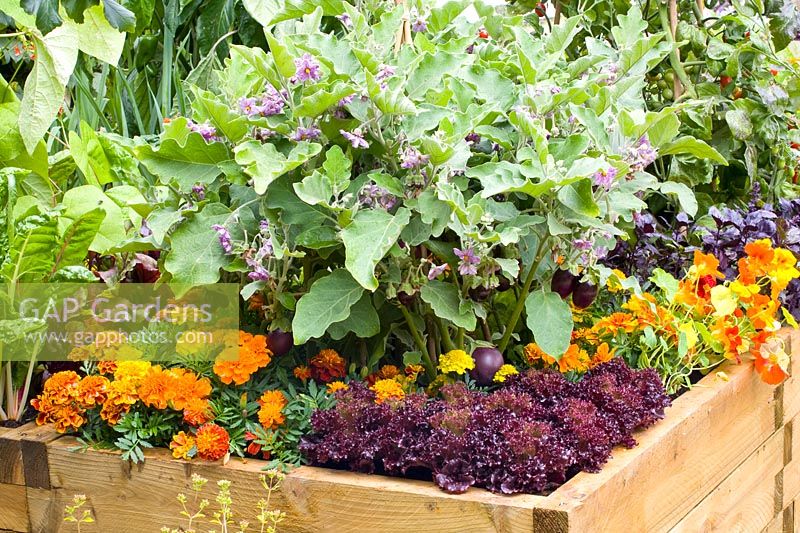 Combination of vegetables and annuals 
