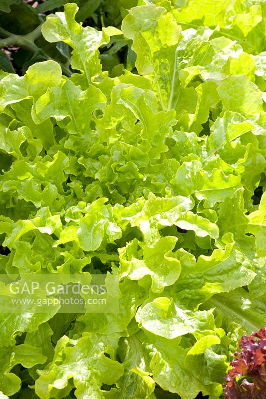 Green oak leaf lettuce 