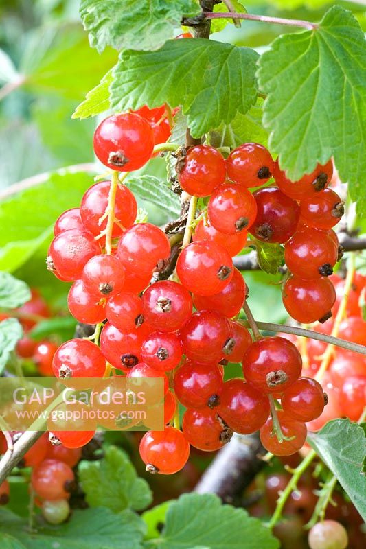 Portrait Red Currant 